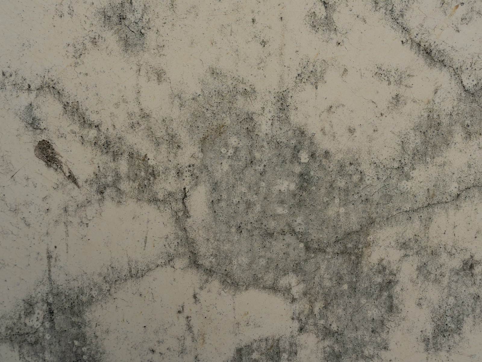 Close-up of mold growing on a textured surface