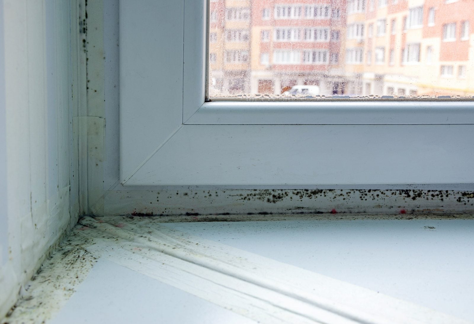 Mold and mildew along the bottom of a window frame