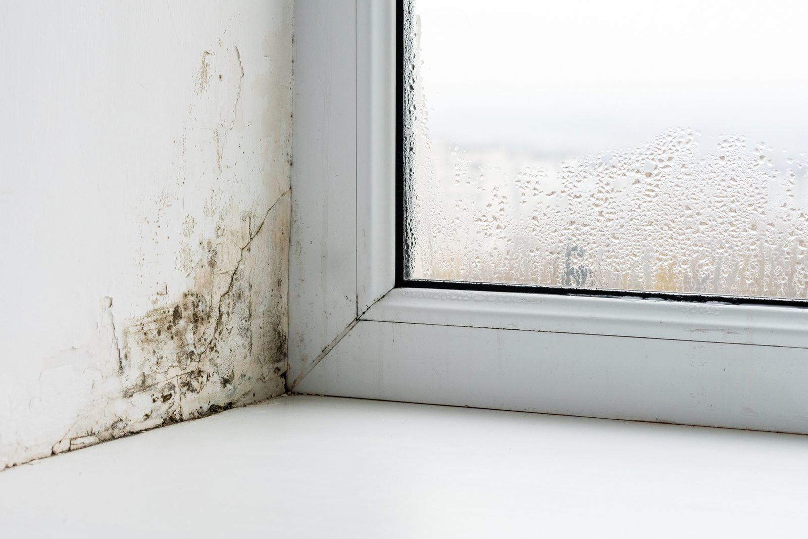 Mold in the corner beside a window with condensation