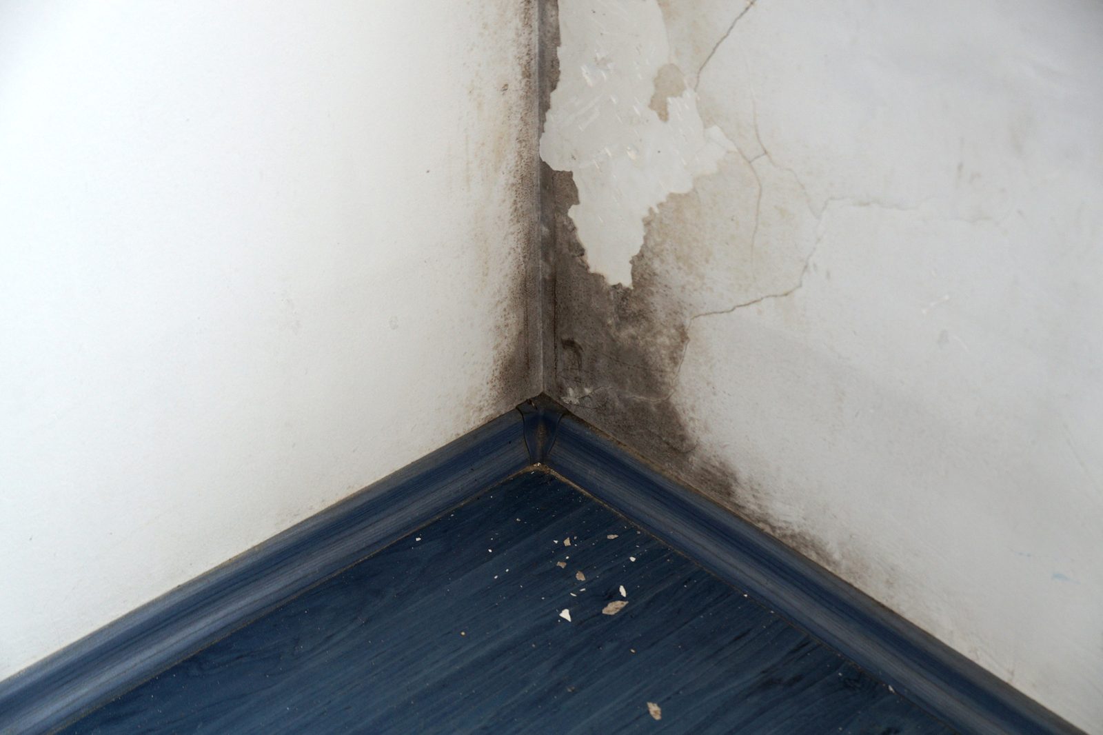 Black mold and peeling paint in a wall corner above flooring